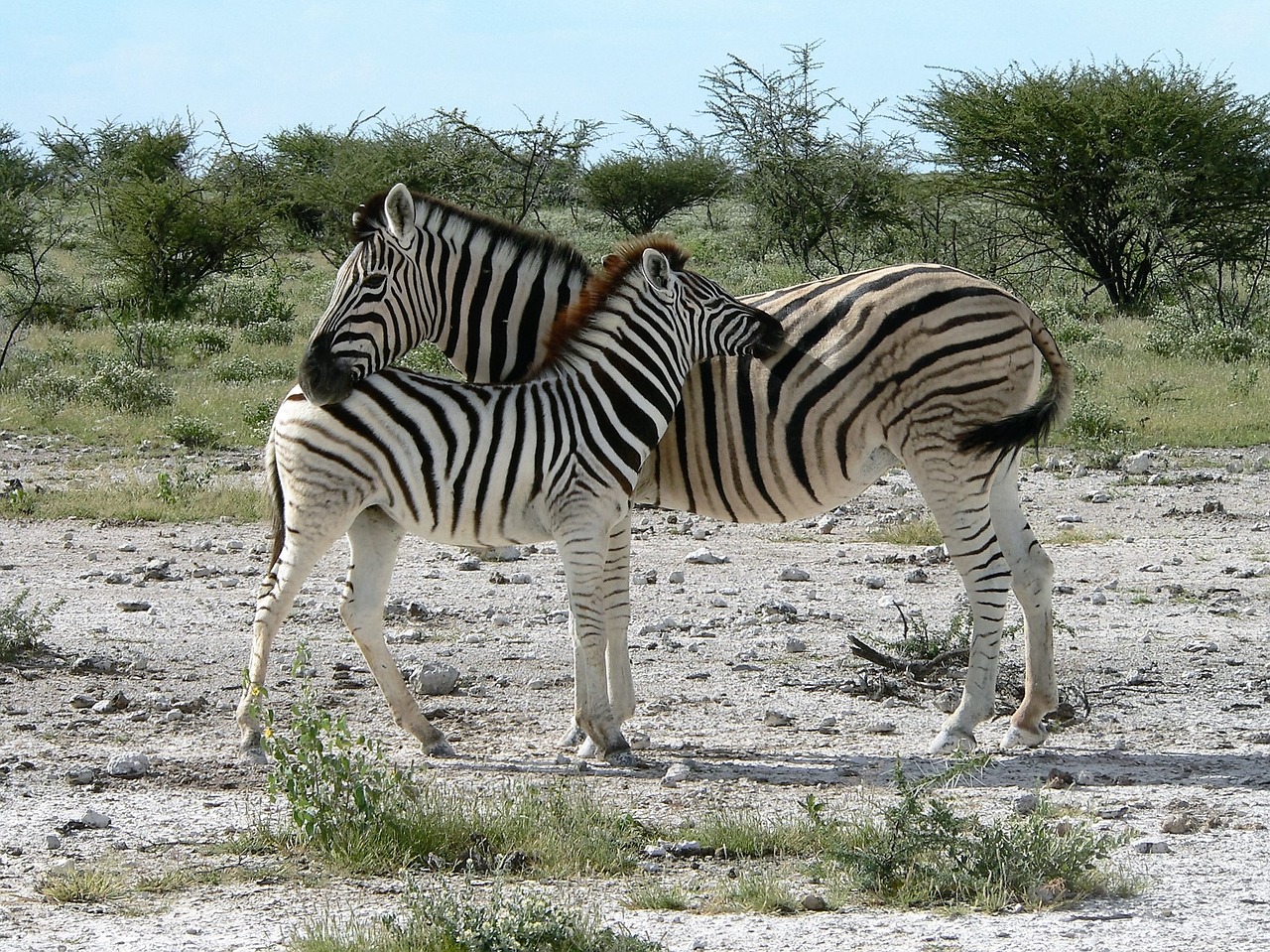 Zebra, Motina Su Zebras Vaiku, Afrika, Safari, Nacionalinis Parkas, Etosha, Nemokamos Nuotraukos,  Nemokama Licenzija
