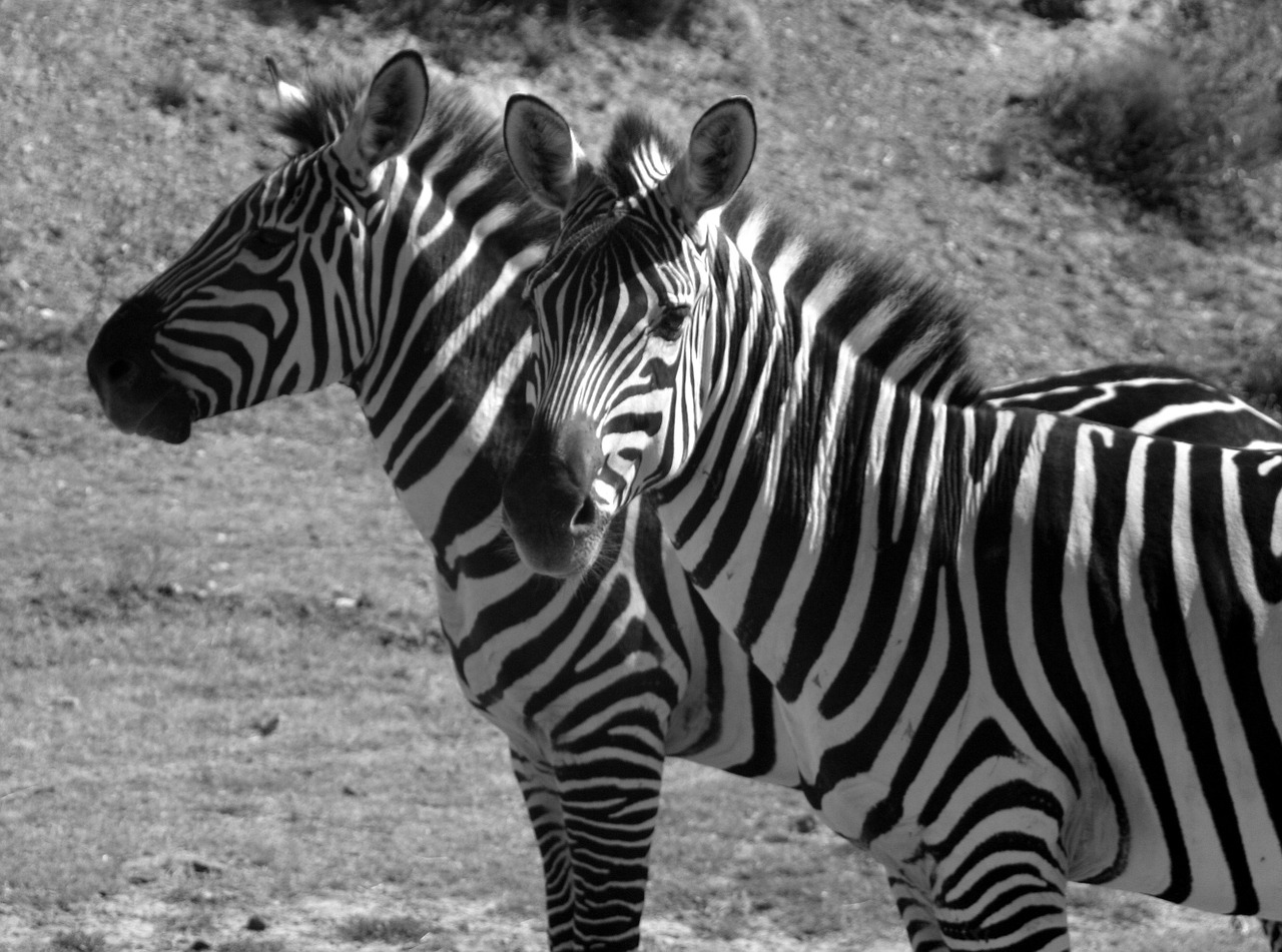 Zebras, Juostelės, Juoda Ir Balta, Du, Dryžuotas, Galva, Juoda, Laukinė Gamta, Gamta, Gyvūnas