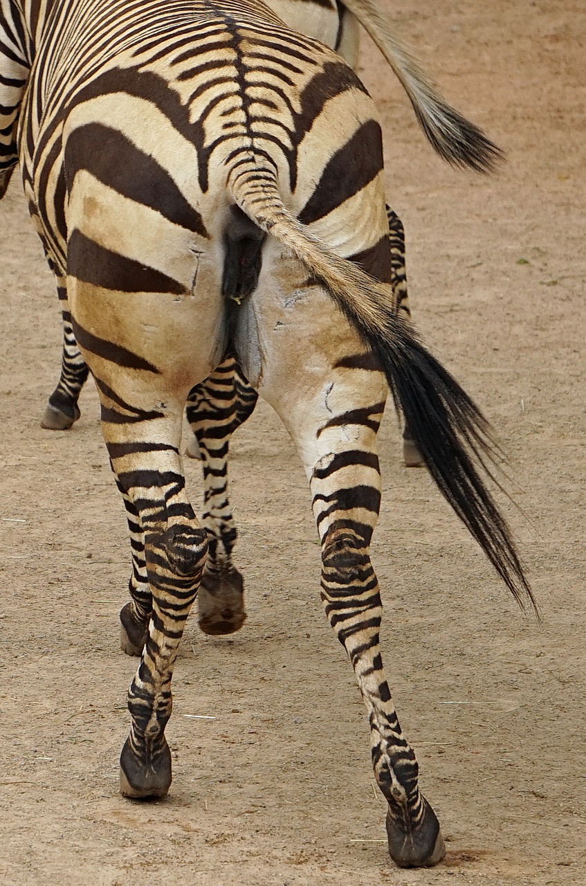 Zebra, Kūnas, Juoda Ir Balta, Žinduolis, Lygumos Zebra, Uždaryti, Nemokamos Nuotraukos,  Nemokama Licenzija