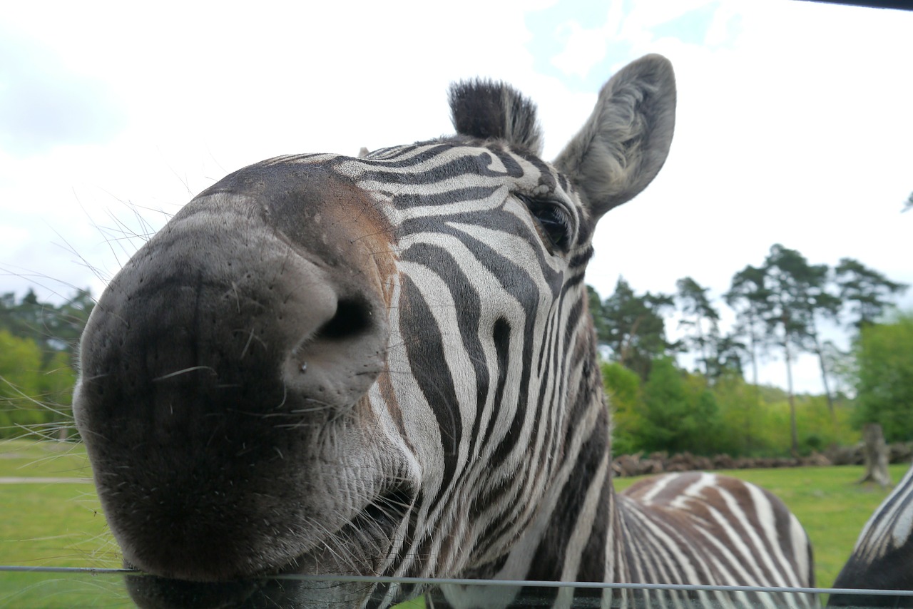 Zebra, Afrika, Uždaryti, Automobilių Plovykla, Maitinti, Nemokamos Nuotraukos,  Nemokama Licenzija