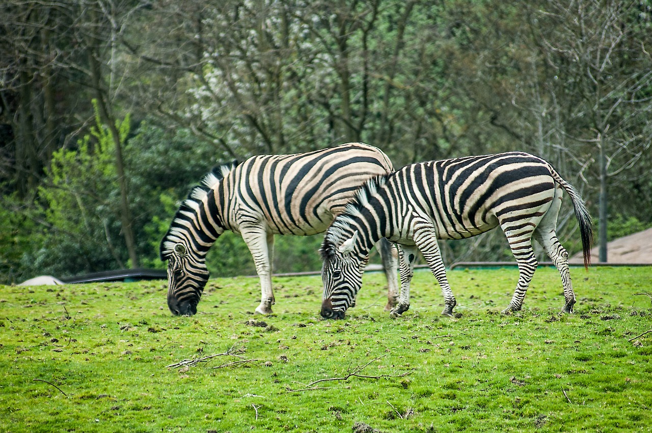 Zebra, Juostelės, Zoologijos Sodas, Juoda, Balta, Safari, Žinduolis, Afrika, Laukinė Gamta, Gamta