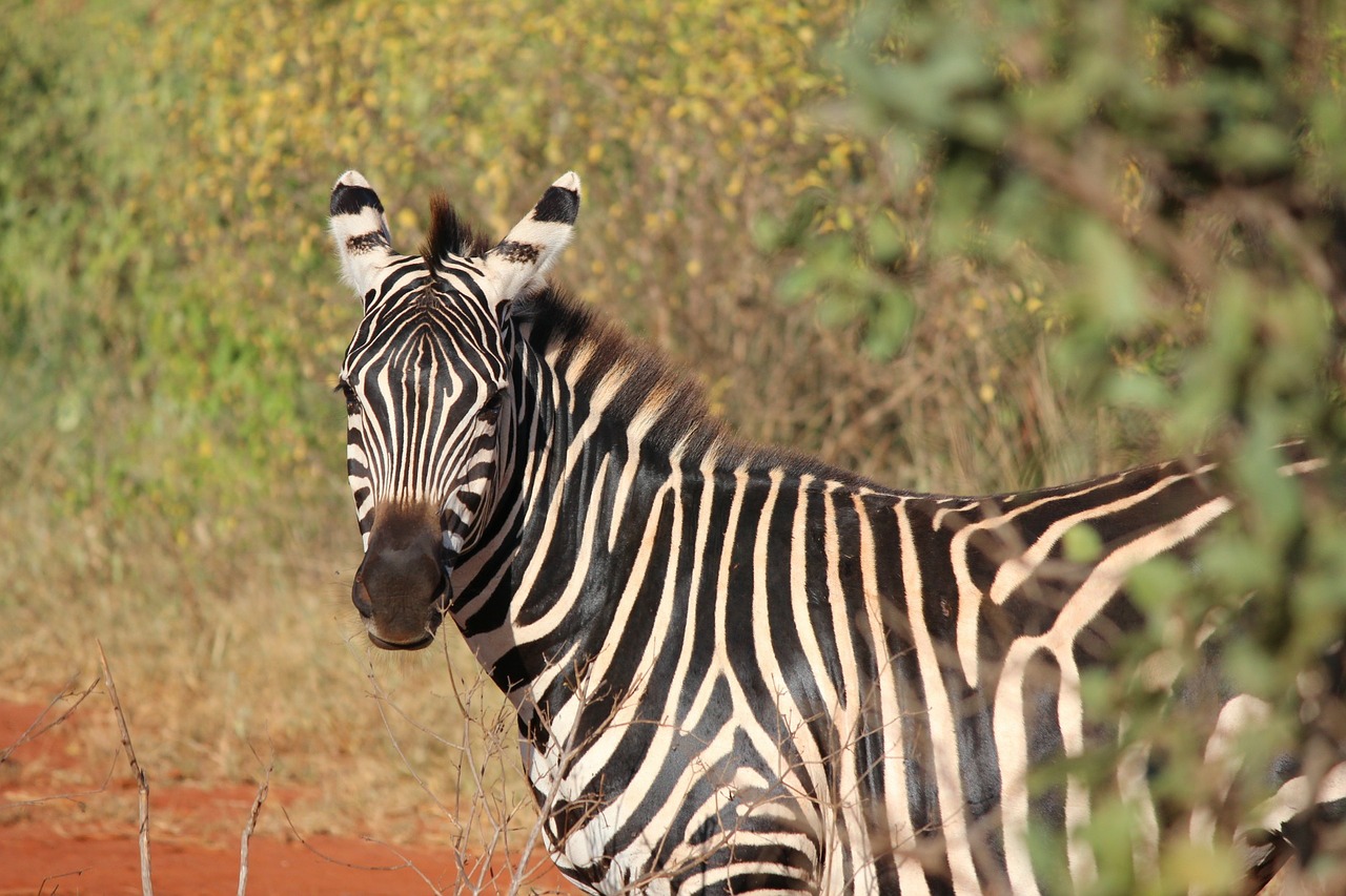 Zebra, Kenya, Žinduolis, Safari, Nemokamos Nuotraukos,  Nemokama Licenzija