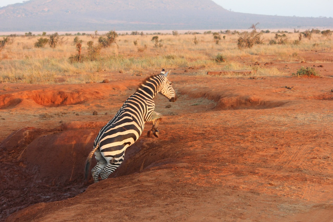 Zebra, Safari, Tsavo, Nemokamos Nuotraukos,  Nemokama Licenzija