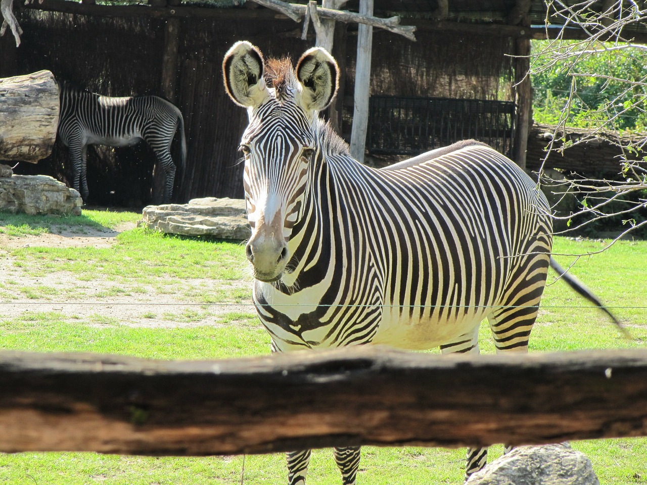 Zebra, Zoologijos Sode Leipzigas, Juodos Ir Baltos Juostelės, Leipzig Zoo, Nemokamos Nuotraukos,  Nemokama Licenzija