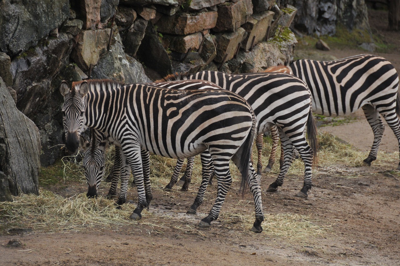 Zebra, Zoologijos Sodas, Juostelės, Nemokamos Nuotraukos,  Nemokama Licenzija