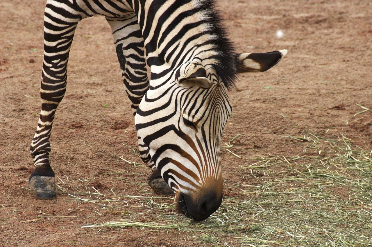 Zebra, Zoologijos Sodas, Afrika, Uždaryti, Nemokamos Nuotraukos,  Nemokama Licenzija
