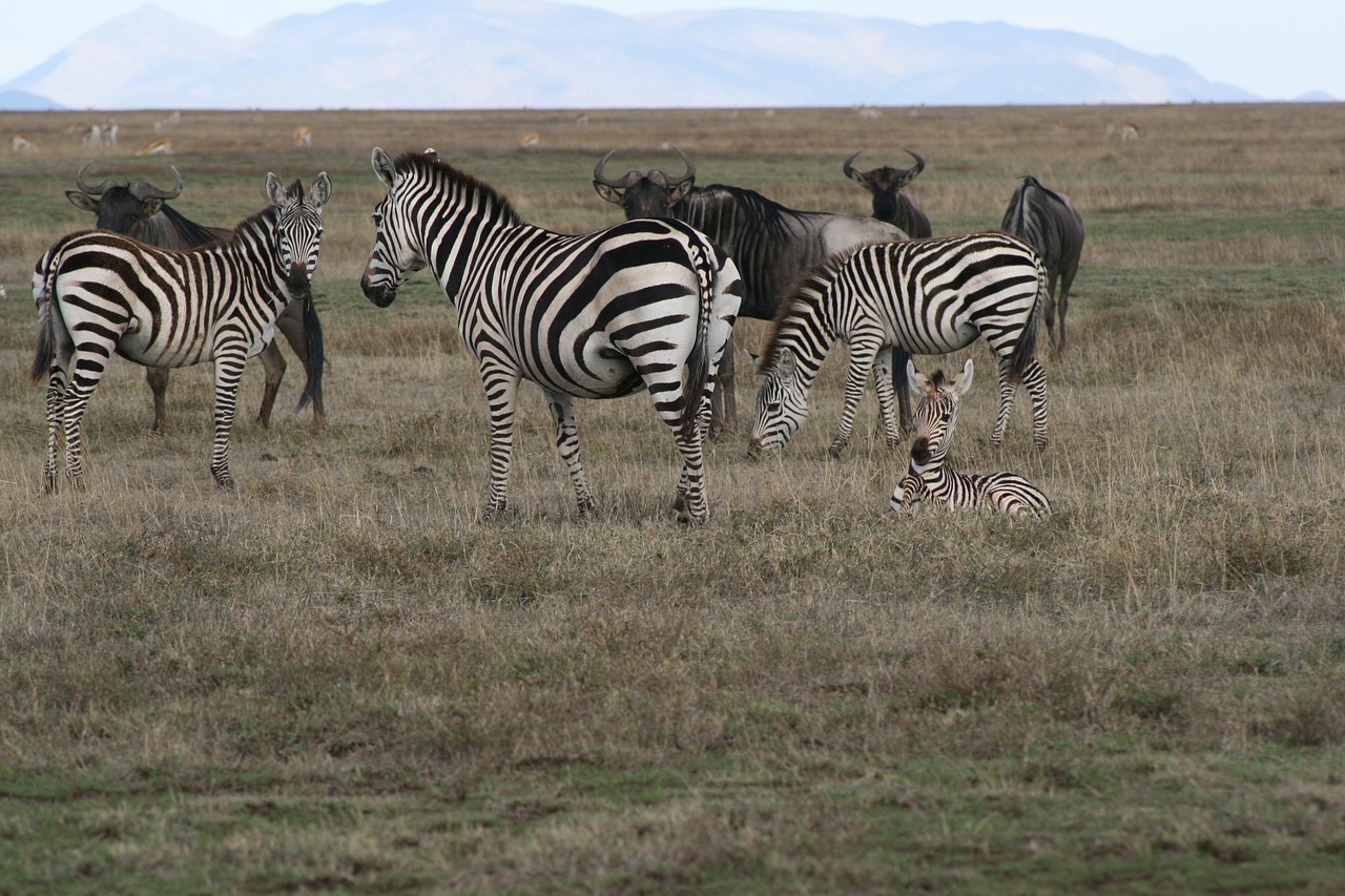 Zebra, Safari, Laukinė Gamta, Serengetti, Afrika, Laukiniai, Gyvūnas, Gamta, Žinduolis, Nuotykis