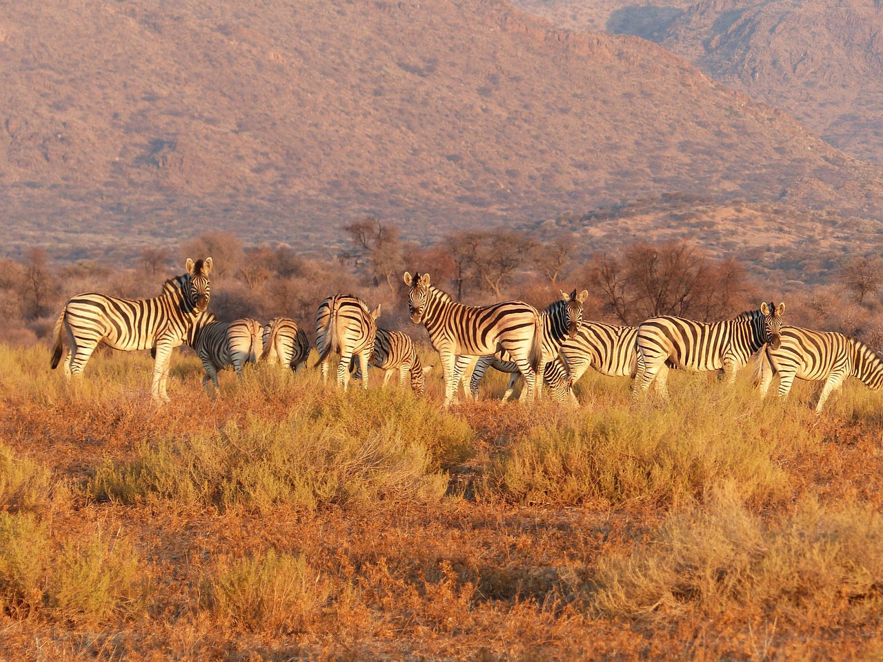 Zebra, Gyvūnas, Bandas, Ganyklos, Savana, Laukiniai, Afrika, Rezervas, Nemokamos Nuotraukos,  Nemokama Licenzija