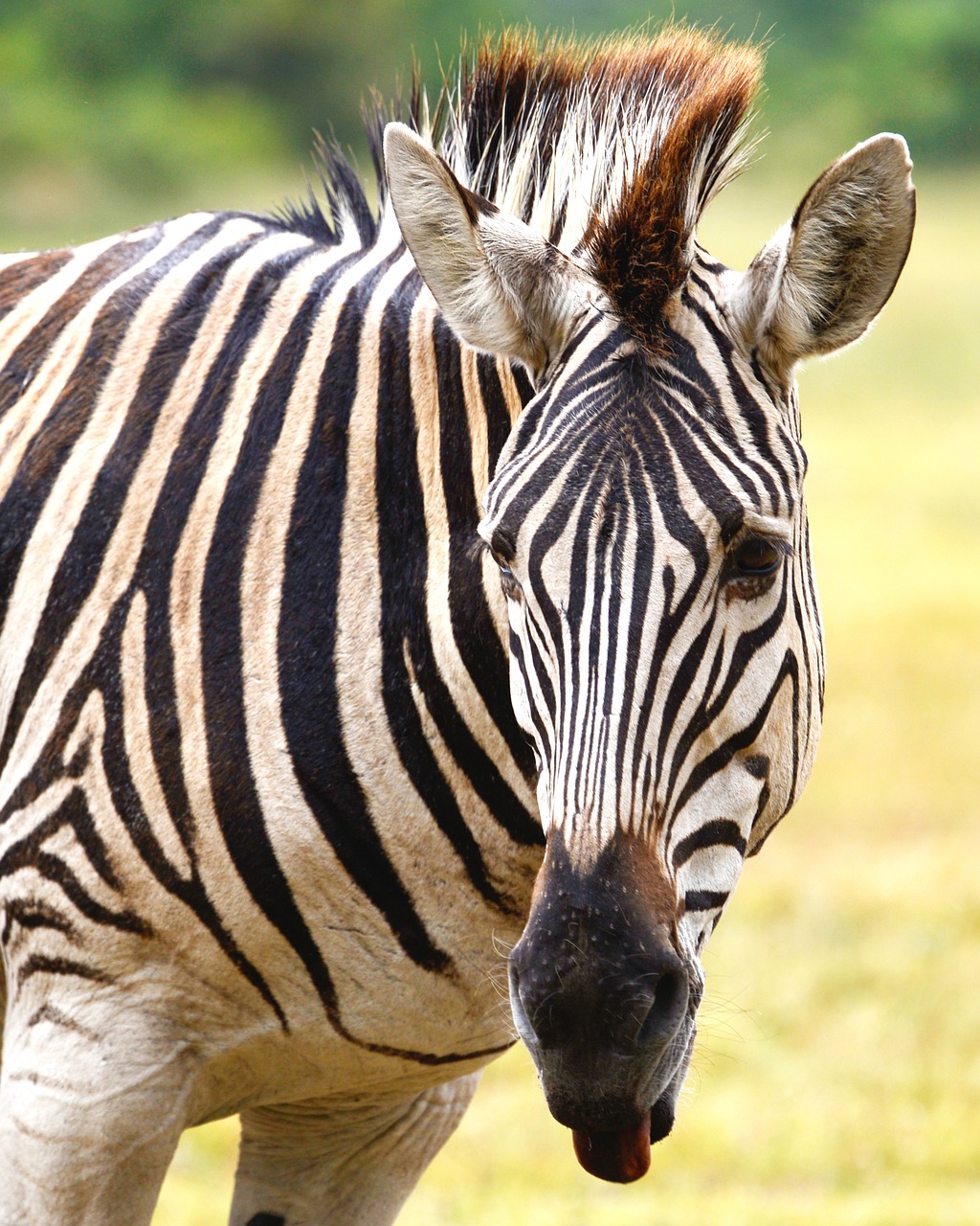 Zebra, Pietų Afrika, Jūros Vaizdai, Liūto Parkas, Nemokamos Nuotraukos,  Nemokama Licenzija