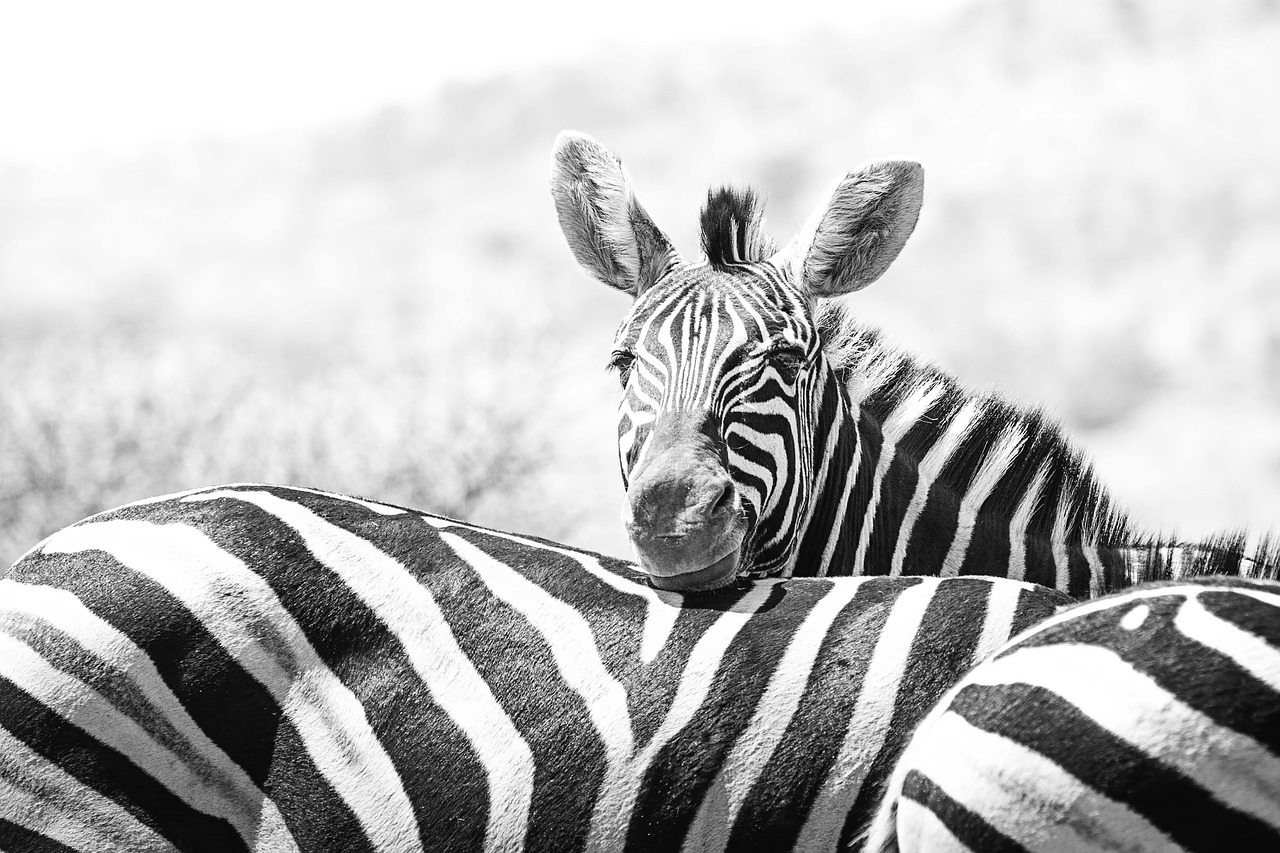 Zebra, Laukinė Gamta, Afrika, Safari, Laukiniai, Gamta, Žinduolis, Gyvūnas, Savanna, Fotografija