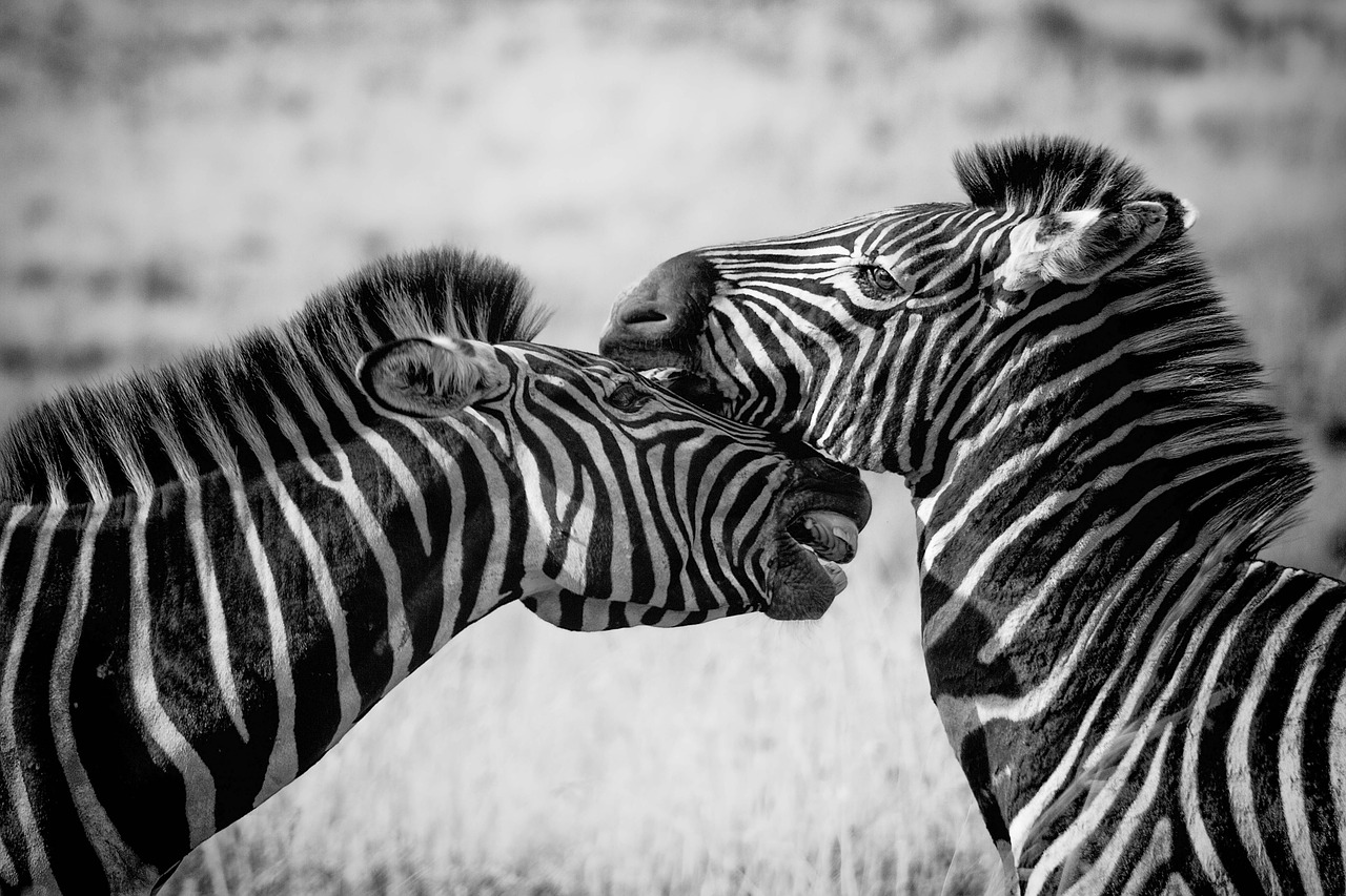 Zebra, Laukinė Gamta, Afrika, Safari, Laukiniai, Gamta, Žinduolis, Gyvūnas, Savanna, Fotografija