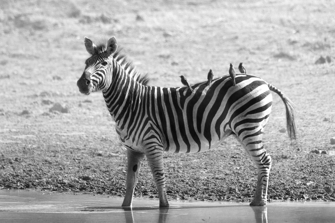 Zebra, Laukinė Gamta, Afrika, Safari, Laukiniai, Gamta, Žinduolis, Gyvūnas, Savanna, Fotografija