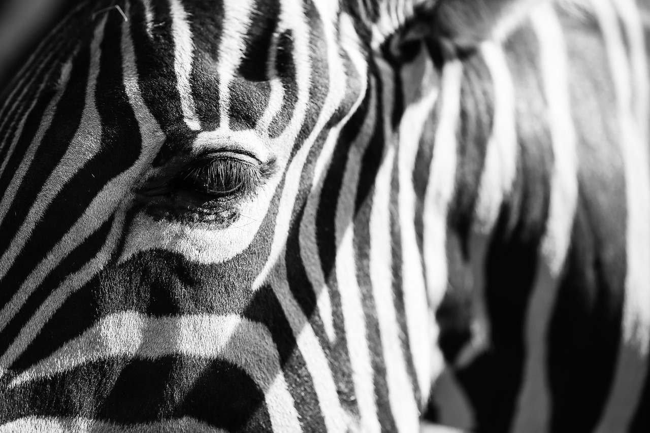 Zebra, Gerai, Lengva, Nemokamos Nuotraukos,  Nemokama Licenzija