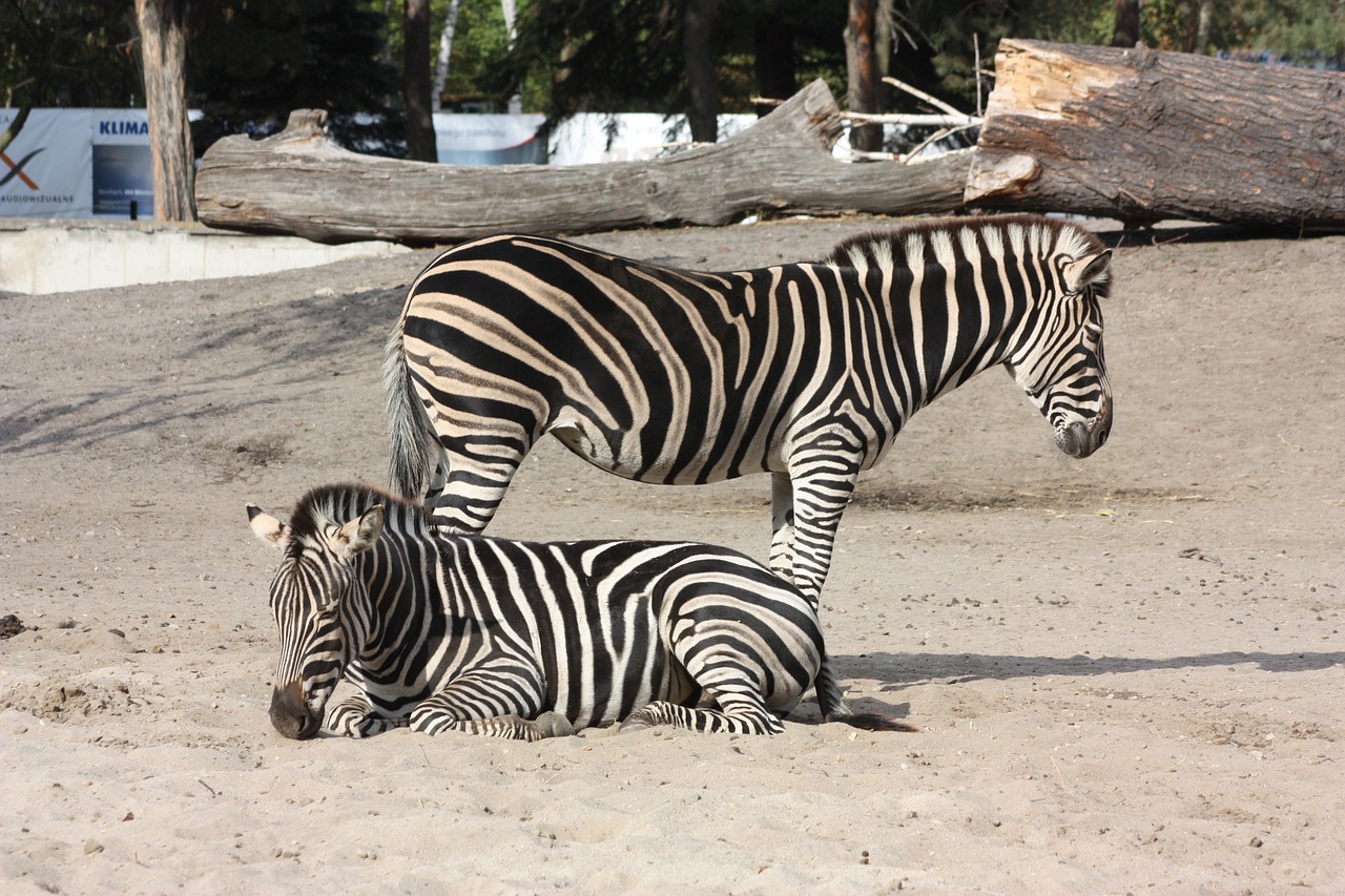 Zebra, Zoologijos Sodas, Vroclave, Nemokamos Nuotraukos,  Nemokama Licenzija