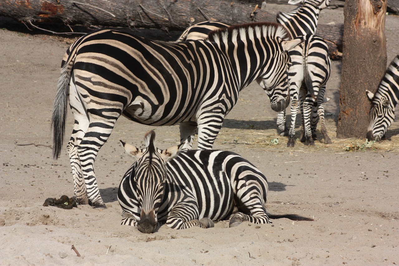 Zebra, Zoologijos Sodas, Vroclave, Nemokamos Nuotraukos,  Nemokama Licenzija