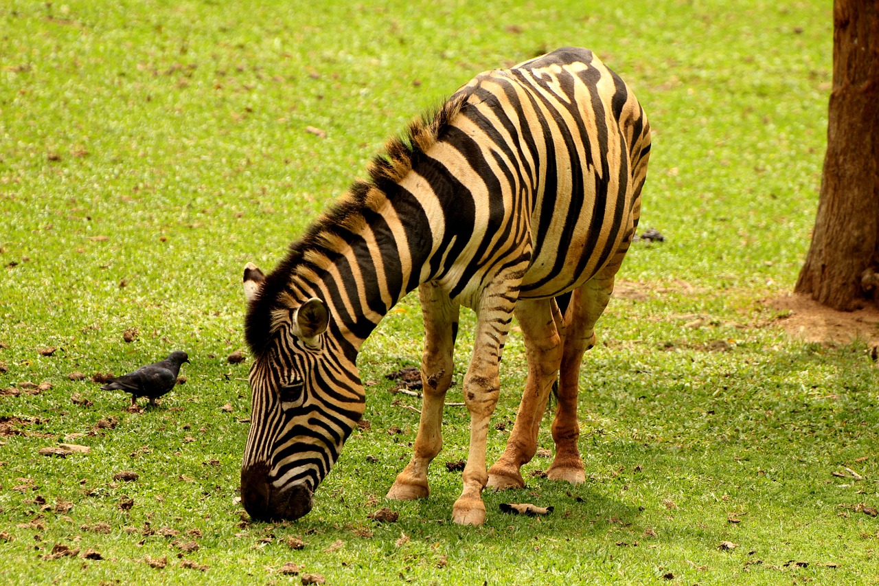 Zebra, Gyvūnas, Dryžuotas, Laukiniai, Valgyti Žolę, Juostelės, Afrikos, Zoologijos Sodas, Maitinimas, Nemokamos Nuotraukos