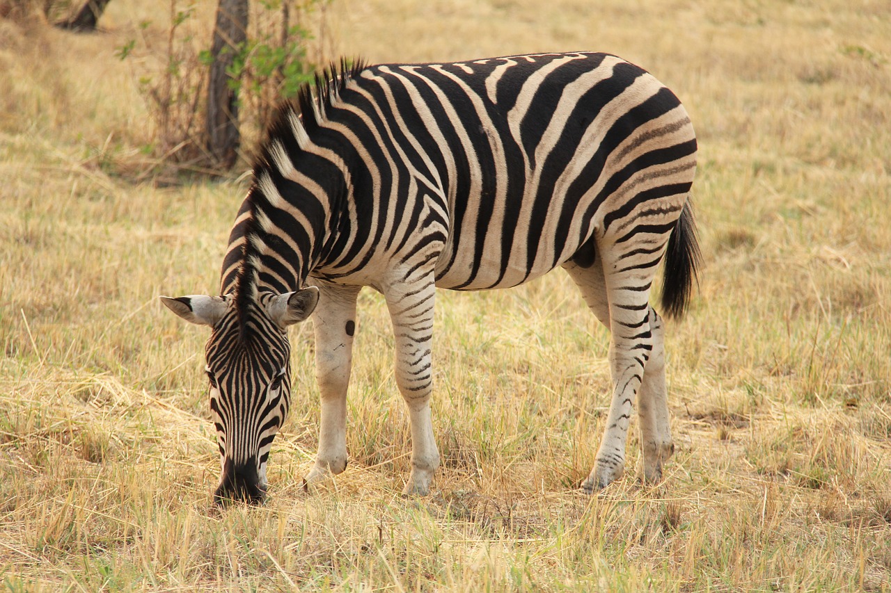 Zebra, Įdomus, Nuotykis, Safari, Vaizdingas, Gražus, Įdomus, Pateikti, Mabula, Mabula Žaidimų Namelis
