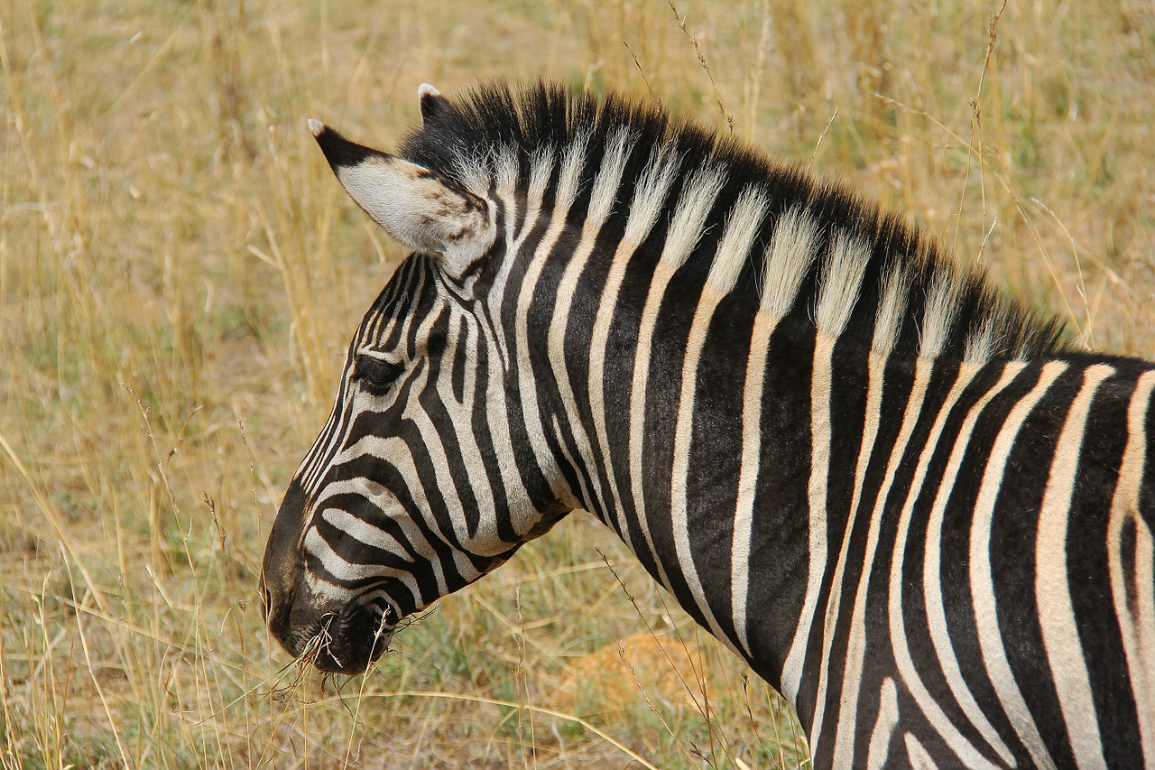 Zebra, Įdomus, Nuotykis, Safari, Vaizdingas, Gražus, Įdomus, Saulės Miestas, Pilanesbergo Žaidimų Rezervas, Johanesburgas