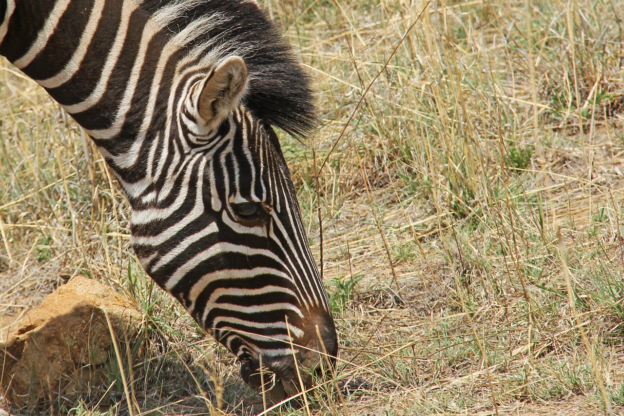 Zebra, Įdomus, Nuotykis, Safari, Vaizdingas, Gražus, Įdomus, Saulės Miestas, Pilanesbergo Žaidimų Rezervas, Johanesburgas