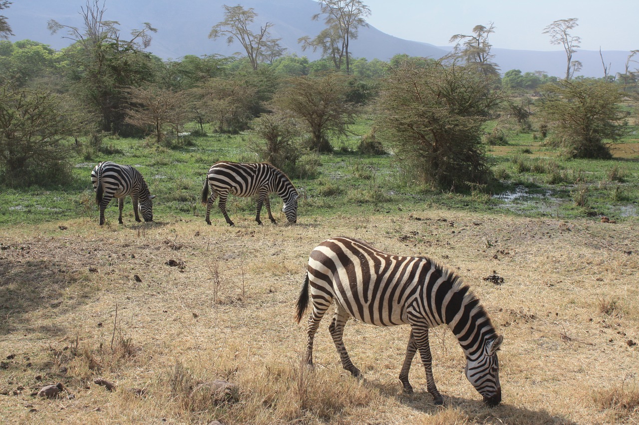 Zebra, Safari, Tanzanija, Afrika, Gyvūnas, Juostos, Juoda Ir Balta, Ngorongoro, Nemokamos Nuotraukos,  Nemokama Licenzija