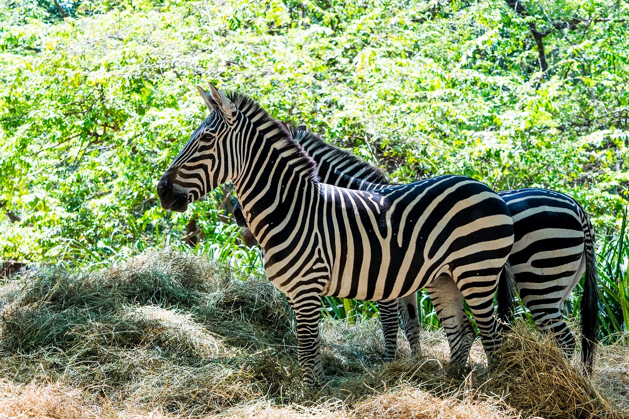 Zebra, Juostelės, Gyvūnai, Gamta, Takas, Nemokamos Nuotraukos,  Nemokama Licenzija