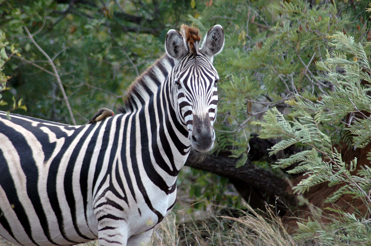 Zebra, Kruger Nacionalinis Parkas, Pietų Afrika, Afrika, Kruger, Į Pietus, Parkas, Nacionalinis, Gamta, Gyvūnas