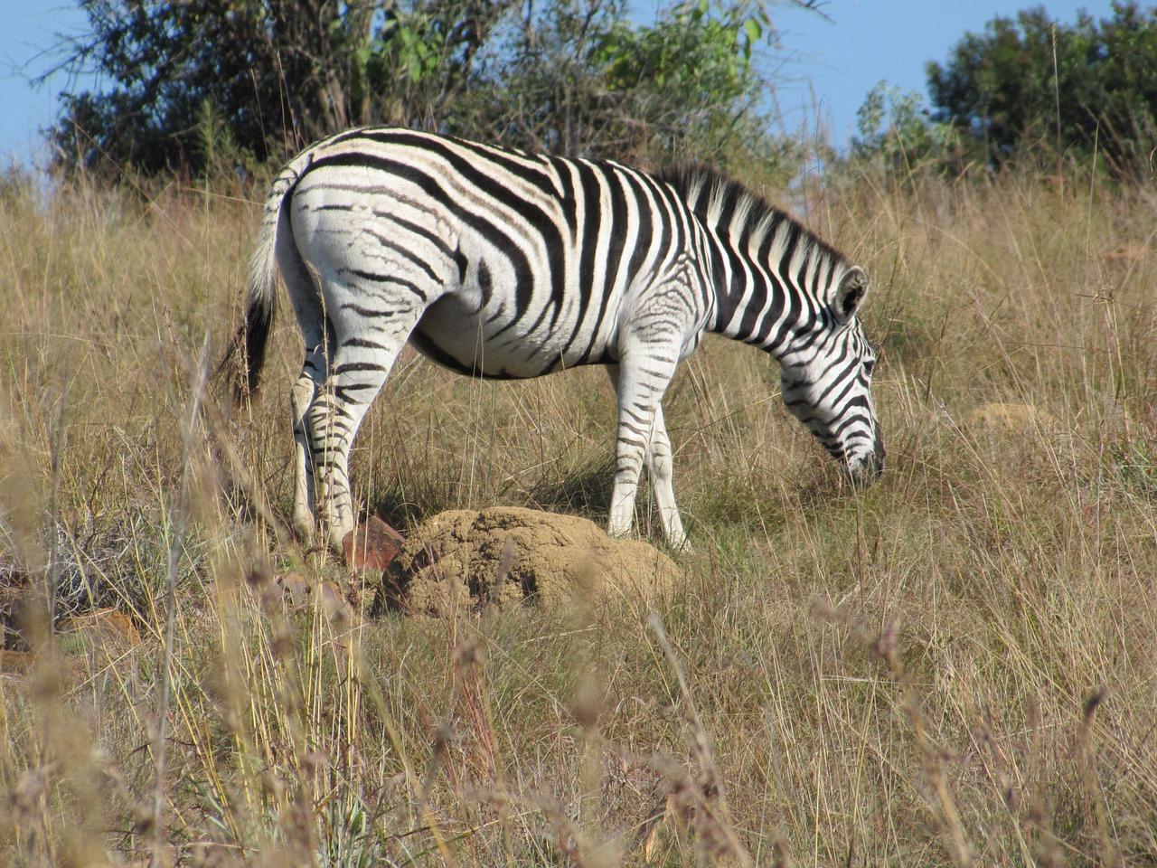 Zebra, Gyvūnas, Krūmas, Nemokamos Nuotraukos,  Nemokama Licenzija