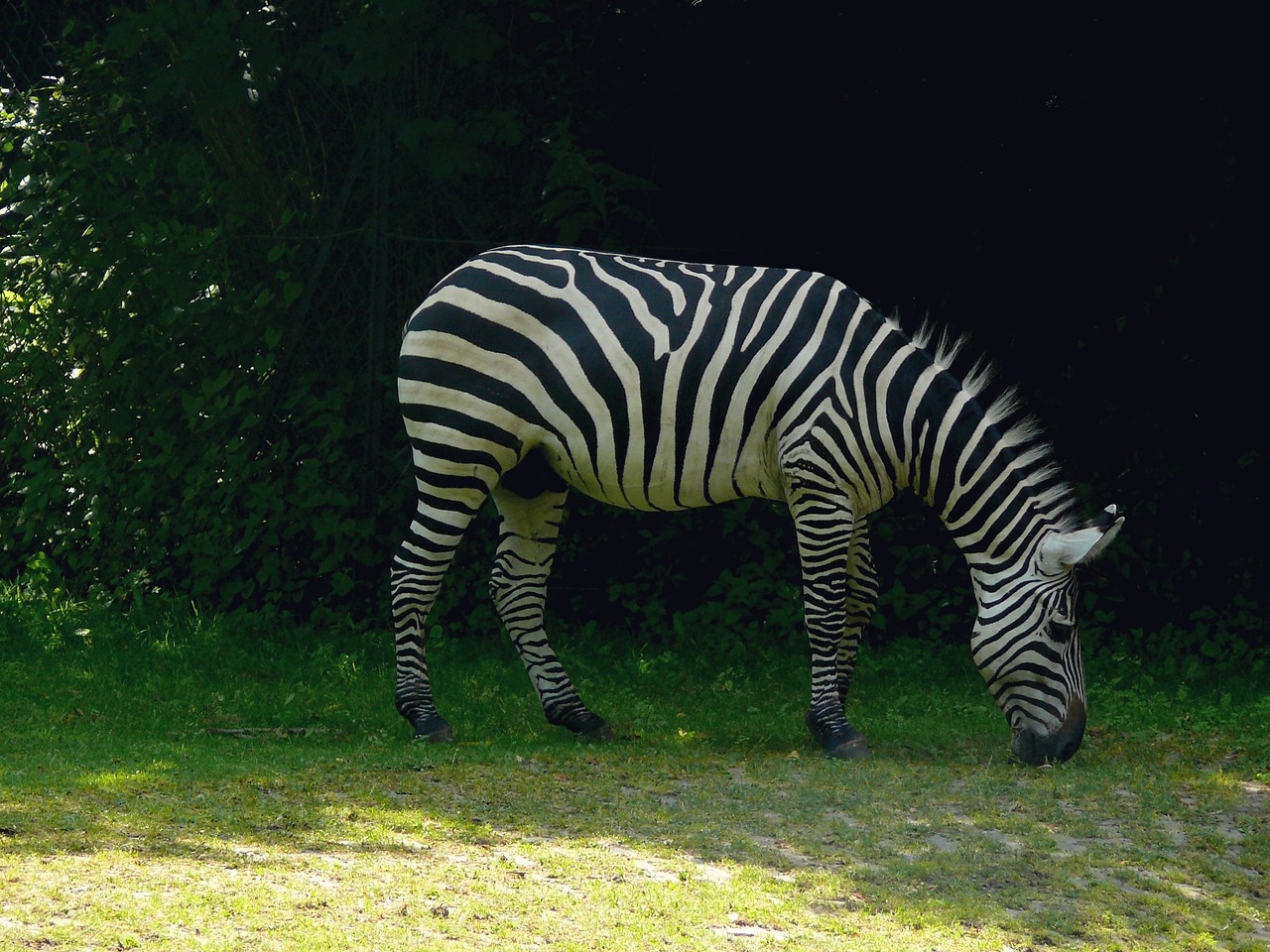 Zebra, Afrika, Safari, Gyvūnas, Laukiniai, Zoologijos Sodas, Nemokamos Nuotraukos,  Nemokama Licenzija