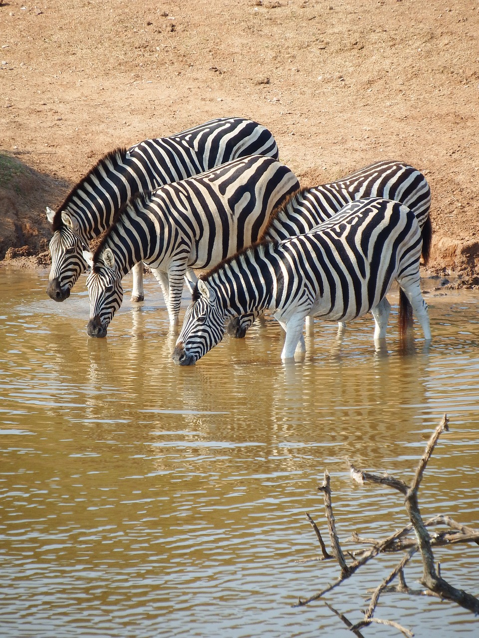 Zebra, Addo Dramblio Parkas, Pietų Afrika, Gerti, Laistymo Anga, Nemokamos Nuotraukos,  Nemokama Licenzija