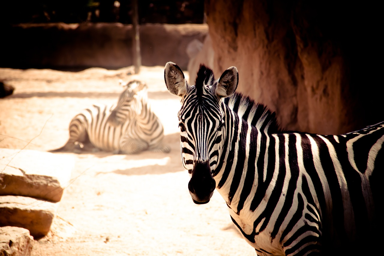 Zebra, Gyvūnas, Juostelės, Gamta, Afrika, Gyvūnai, Zoologijos Sodas, Fono Ekranai, Fauna, Nemokamos Nuotraukos