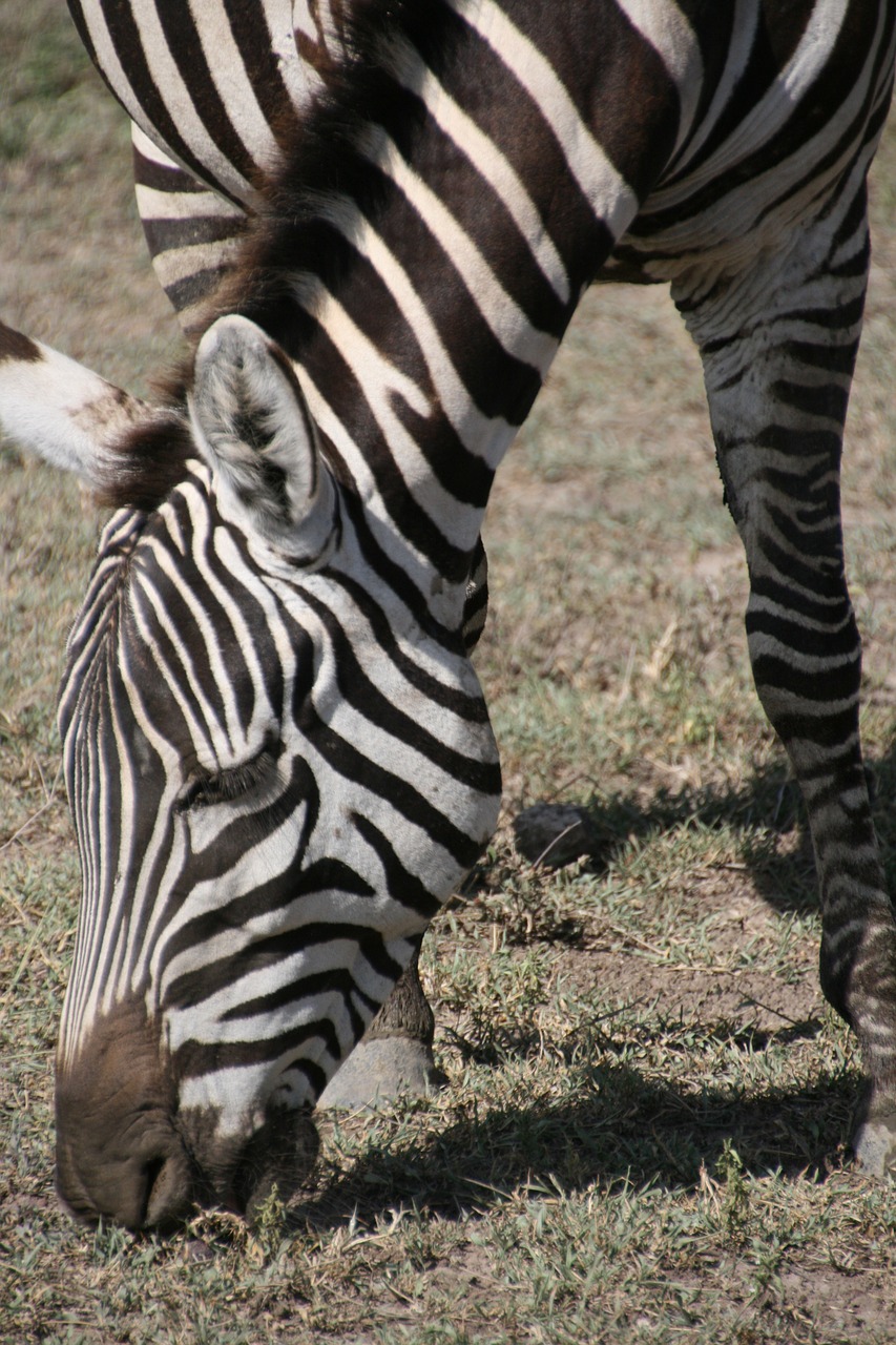 Zebra, Tanzanija, Afrika, Nemokamos Nuotraukos,  Nemokama Licenzija