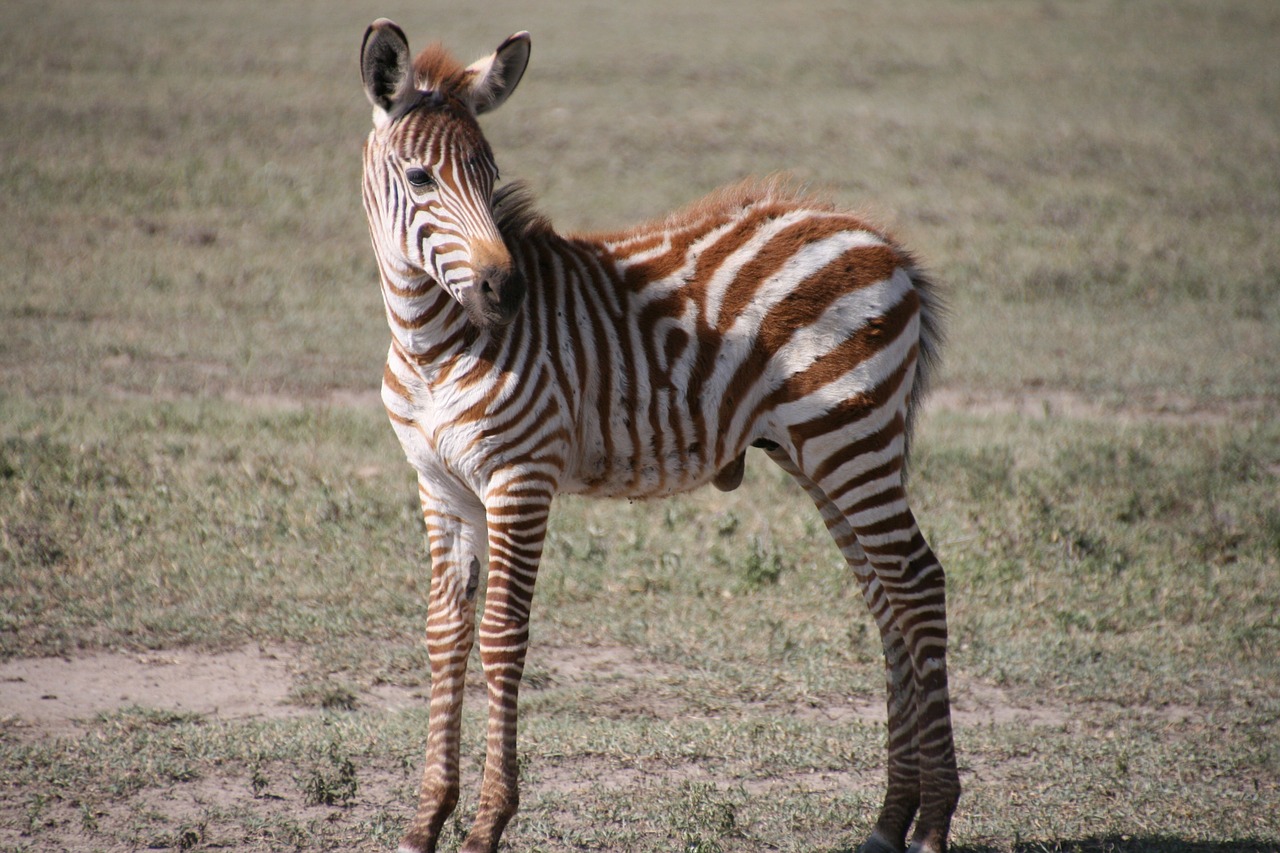 Zebra, Zebron, Afrika, Tanzanija, Savana, Krūmas, Nemokamos Nuotraukos,  Nemokama Licenzija