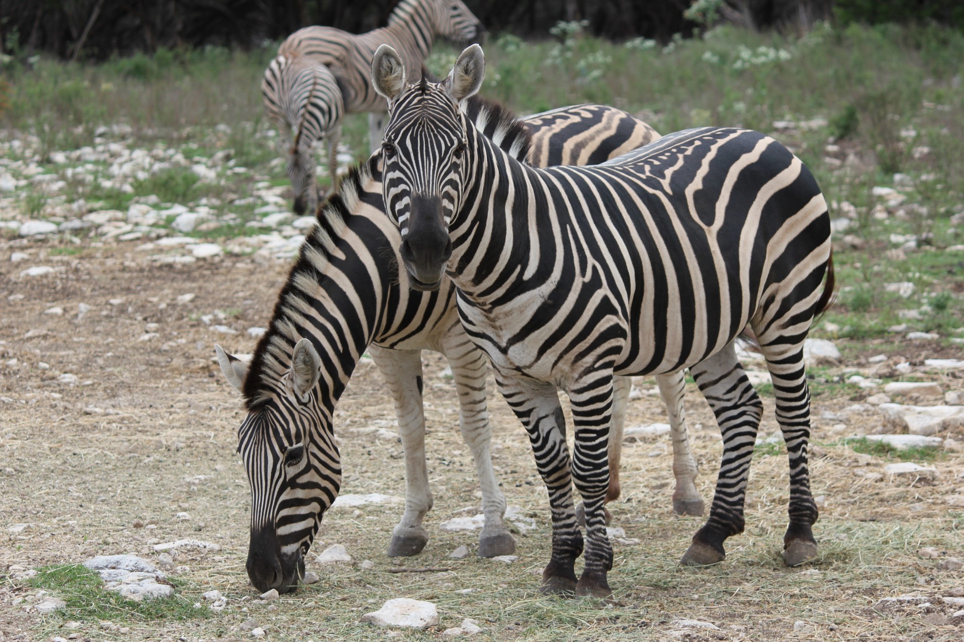 Zebra,  Gyvūnai,  Zebra, Nemokamos Nuotraukos,  Nemokama Licenzija