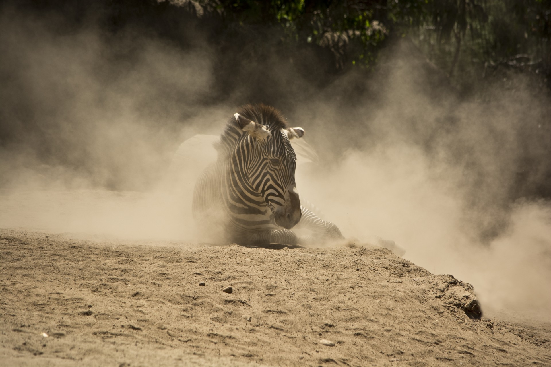 Zebra,  Gyvūnas,  Gamta,  Zoologijos Sodas,  Zebra, Nemokamos Nuotraukos,  Nemokama Licenzija