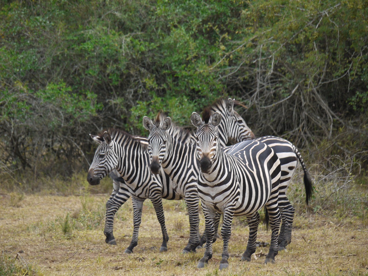Zebra, Uganda, Afrika, Arkliai, Laukiniai Gyvūnai, Safari, Zebras, Dykuma, Juostelės, Dryžuotas