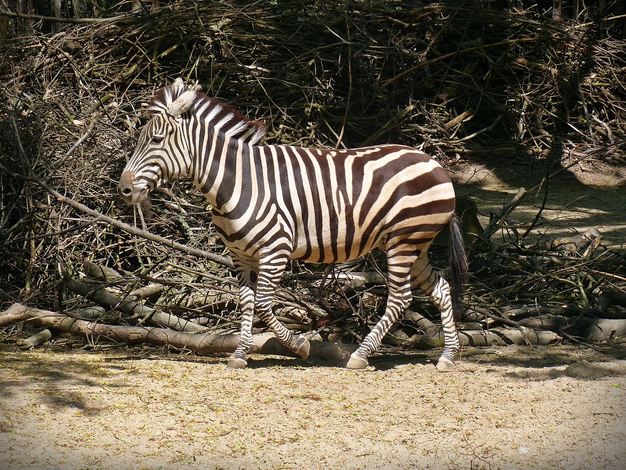 Zebra, Laukinis Arklys, Dryžuotas, Juoda Balta, Nemokamos Nuotraukos,  Nemokama Licenzija