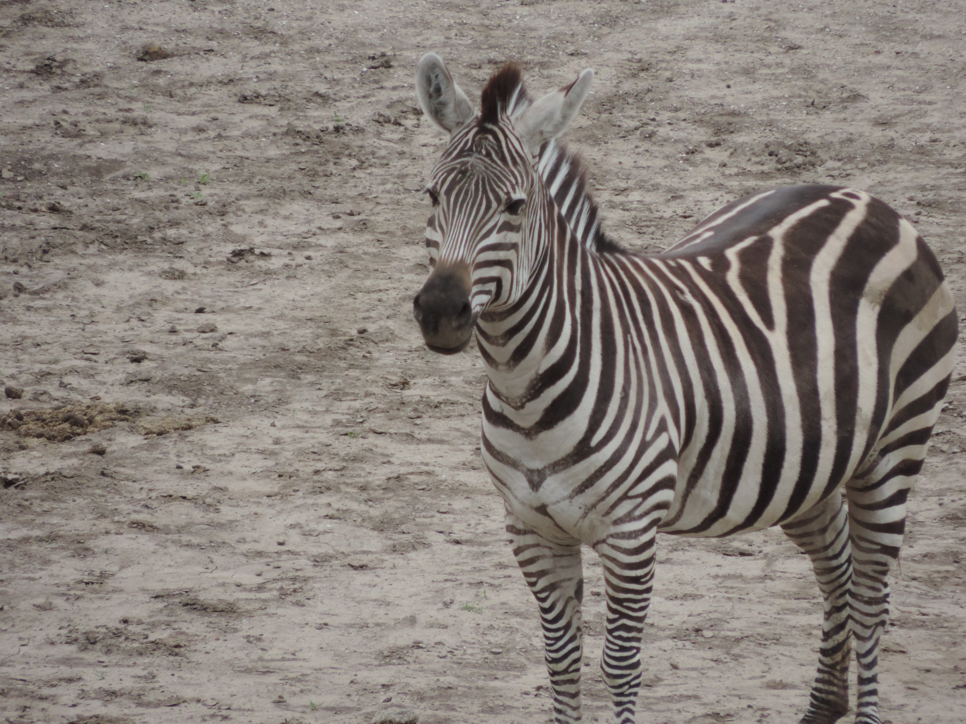 Zebra,  Juostelė,  Striperis,  Kalinys,  Zebras,  Gyvūnas,  Gyvūnai,  Afrika,  Afrikos,  Zebra