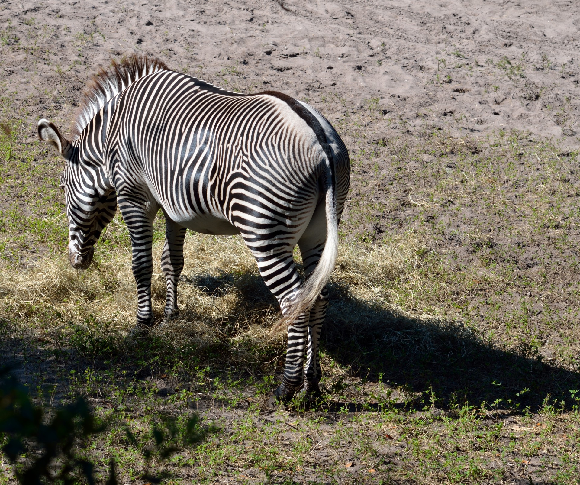 Gyvūnas,  Laukinė Gamta,  Afrika,  Safari,  Balta,  Gamta,  Laukiniai,  Juoda,  Žinduolis,  Juostelės