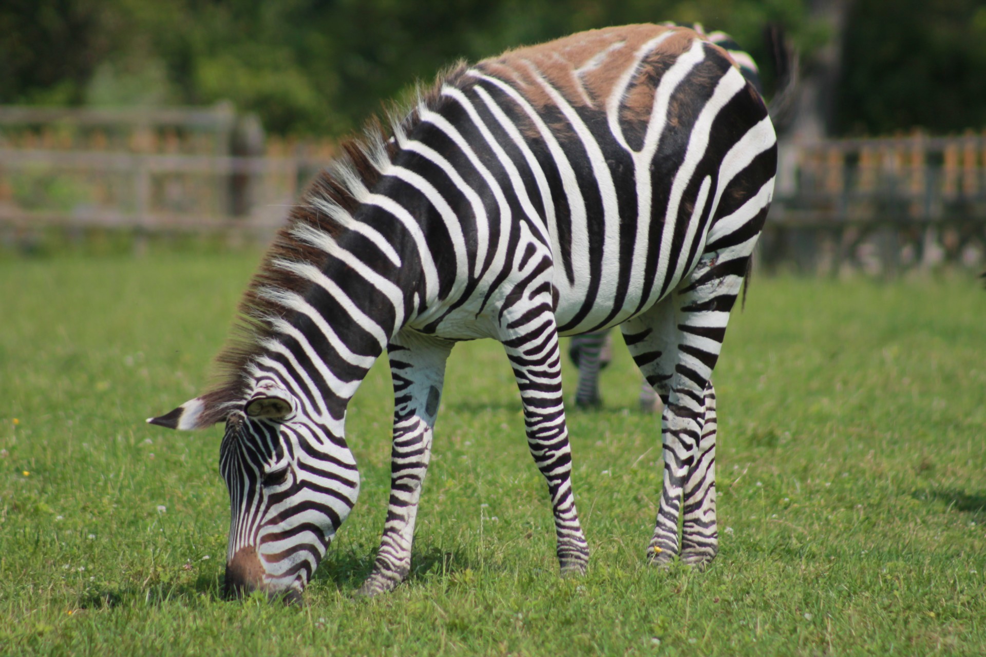 Zebra,  Jo,  Savo,  Zebra, Nemokamos Nuotraukos,  Nemokama Licenzija