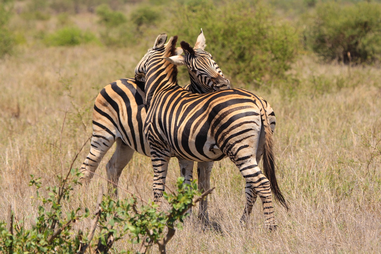 Zebra, Meilė, Laukiniai Gyvūnai, Gamta, Gyvūnų Pasaulis, Gyvūnai, Laukinė Gamta, Pietų Afrika, Nemokamos Nuotraukos,  Nemokama Licenzija