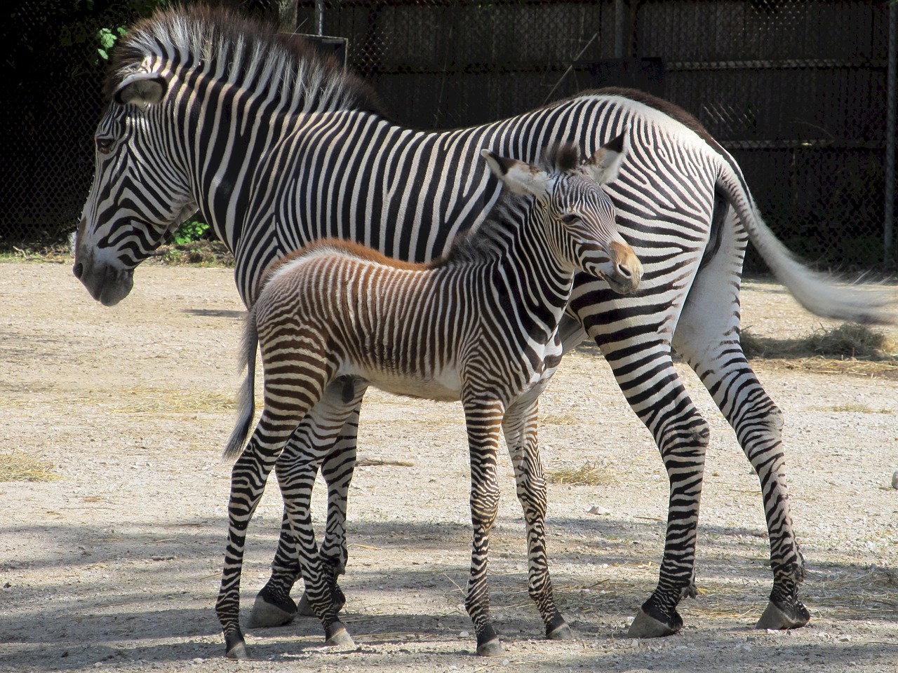 Zebra, Kūdikis, Motina, Jaunas, Naujagimis, Gamta, Laukinė Gamta, Žinduolis, Dryžuotas, Dizainas