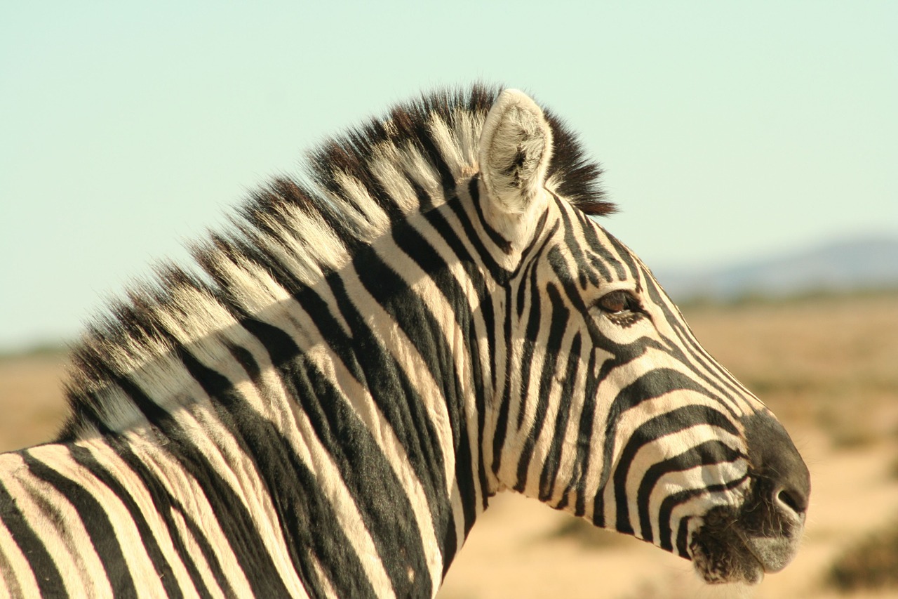 Zebra, Vienkarpiai, Zebra Juostelės, Safari, Dryžuotas, Namibija, Nemokamos Nuotraukos,  Nemokama Licenzija