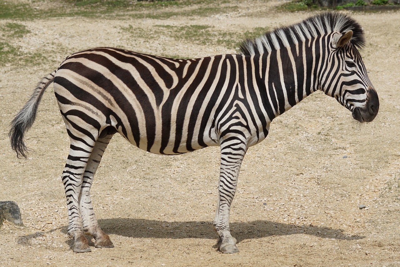 Zebra, Chapmanas Burchello Zebra, Kaip Arklys, Perisodactyla, Laukinės Gamtos Fotografija, Equus Quagga Chapmani, Nemokamos Nuotraukos,  Nemokama Licenzija
