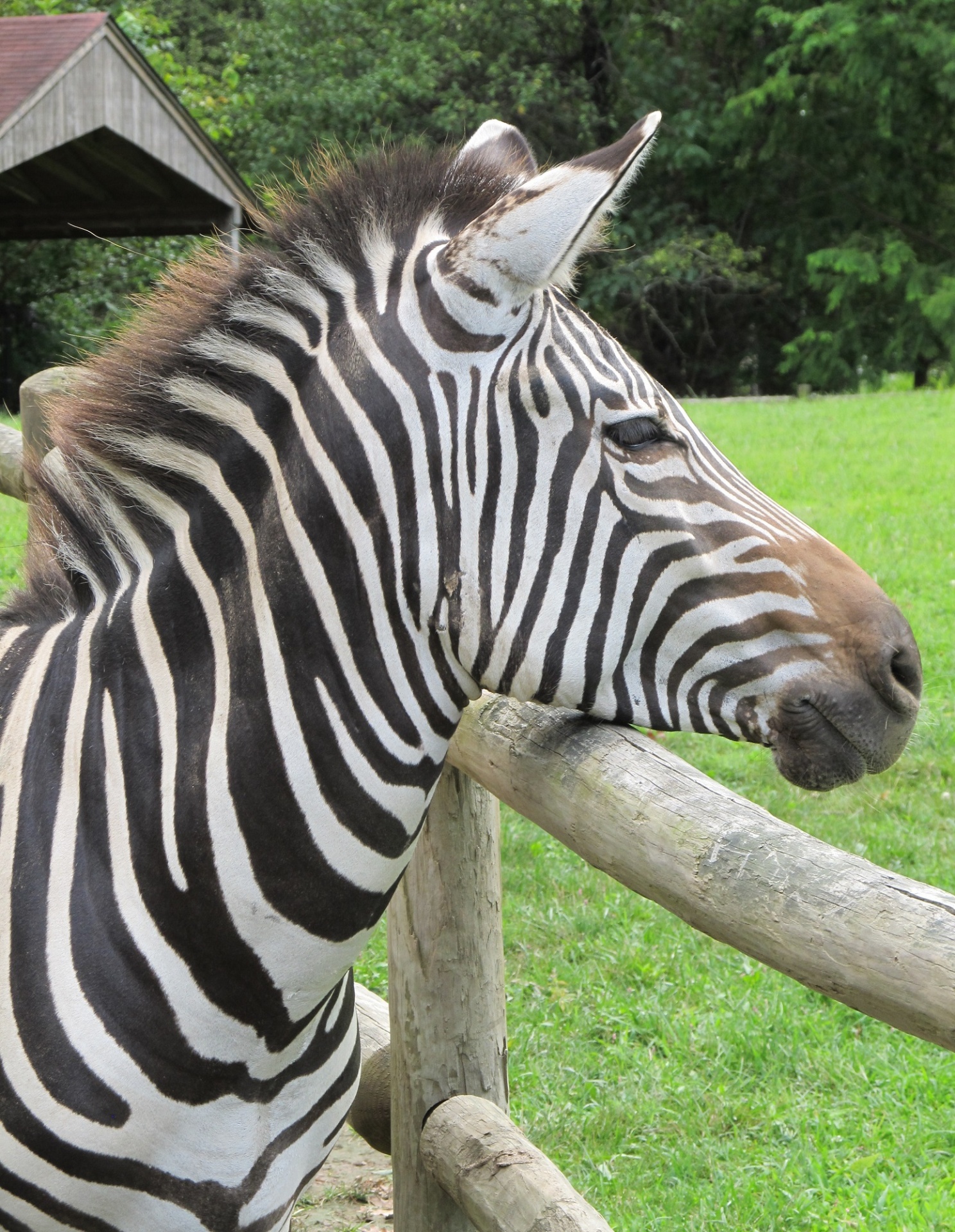 Zebra,  Žiūri,  Galva,  Žinduolis,  Dryžuotas,  Viešasis & Nbsp,  Domenas,  Tapetai,  Fonas,  Dizainas