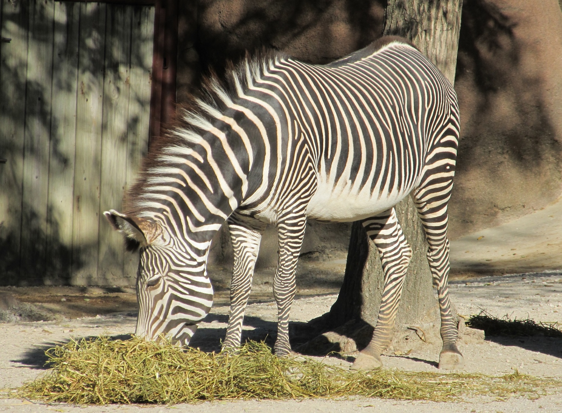 Zebra,  Ganymas,  Maitinimas,  Valgymas,  Galva,  Žinduolis,  Dryžuotas,  Viešasis & Nbsp,  Domenas,  Tapetai