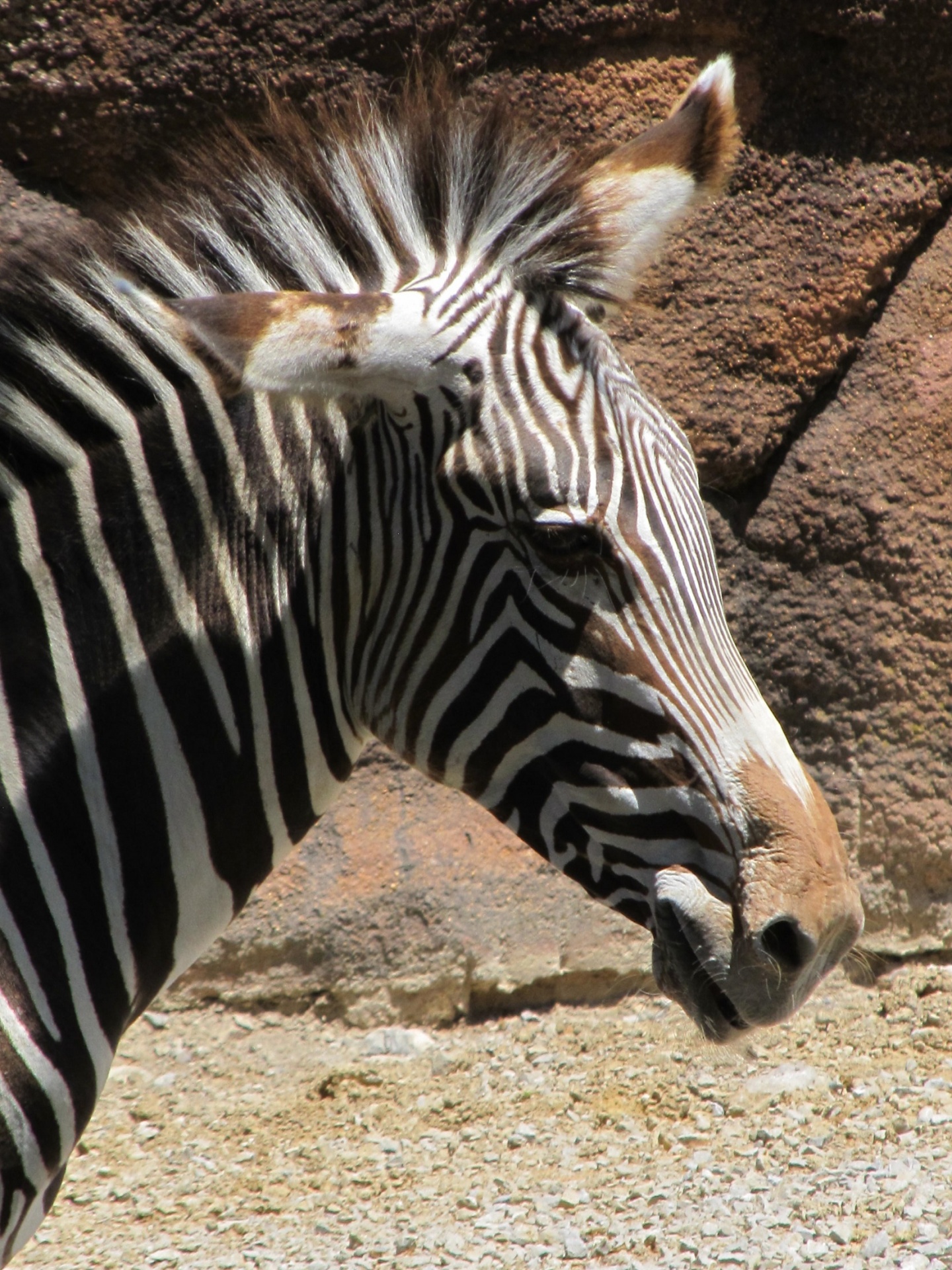 Zebra,  Laukinė Gamta,  Gamta,  Juoda,  Balta,  Juostelės,  Galva,  Kaklas,  Viešasis & Nbsp,  Domenas