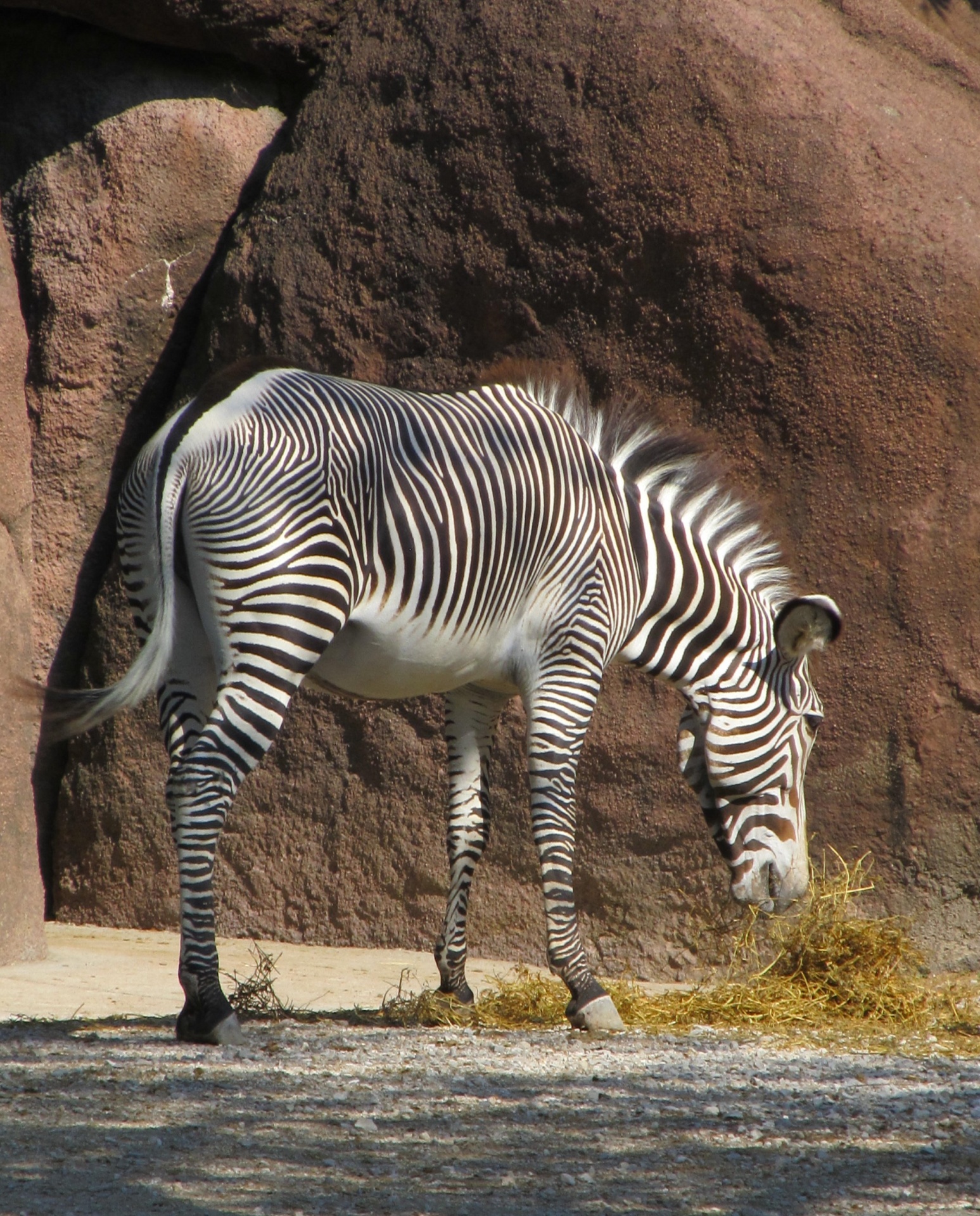 Zebra,  Ganymas,  Maitinimas,  Valgymas,  Galva,  Žinduolis,  Dryžuotas,  Viešasis & Nbsp,  Domenas,  Tapetai