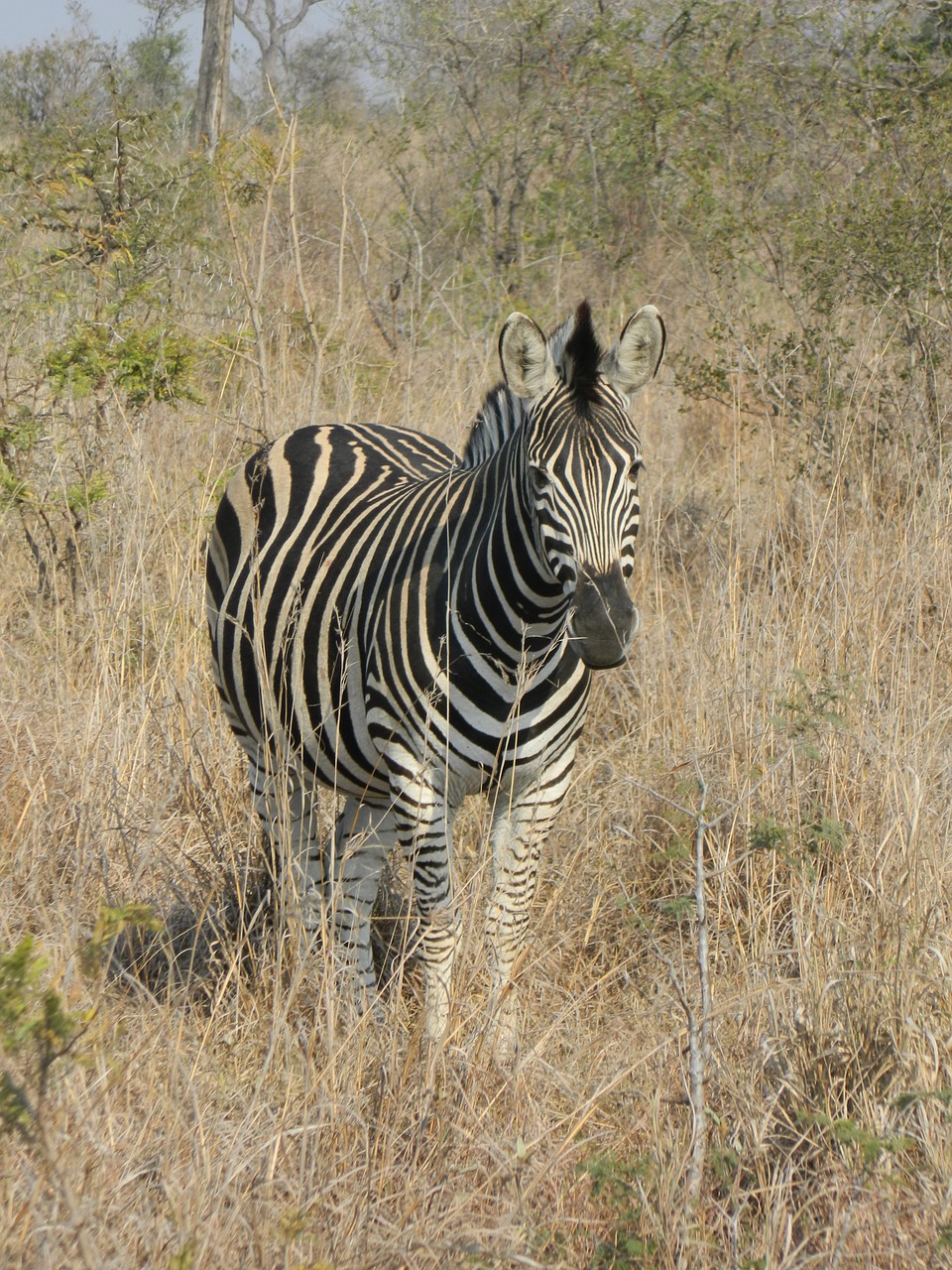 Zebra, Pietų Afrika, Laukinis Gyvenimas, Savana, Dryžuotas Kailis, Žinduolis, Gyvūnas, Nemokamos Nuotraukos,  Nemokama Licenzija