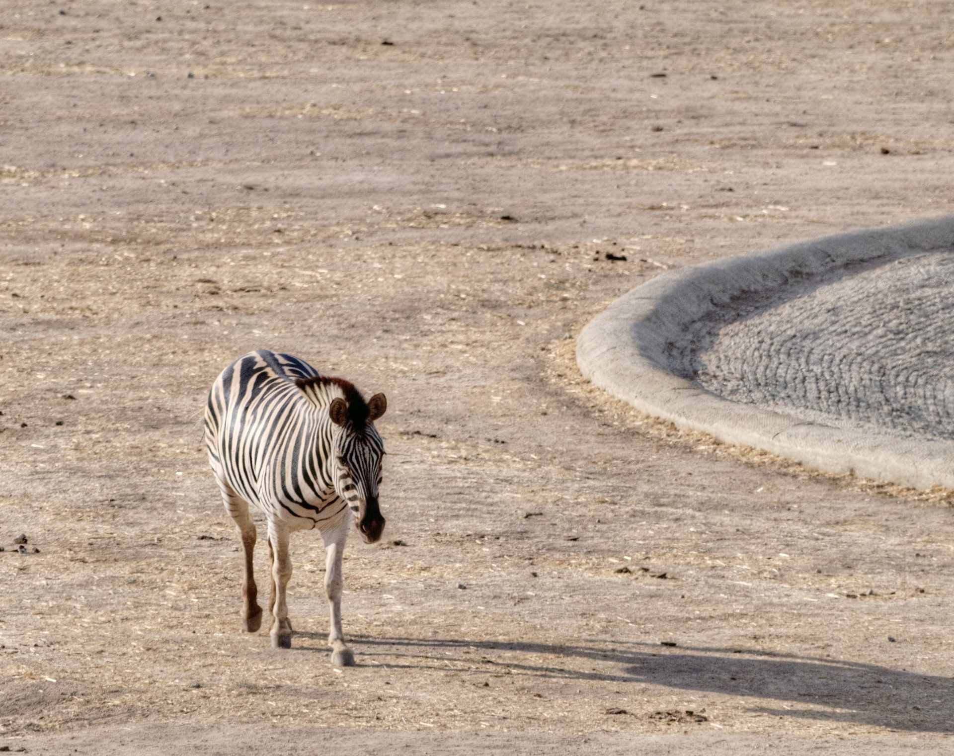 Zebra,  Zebras,  Laukinė Gamta,  Laukinis & Nbsp,  Gyvūnas,  Juostelės,  Gamta,  Juoda & Nbsp,  Balta,  Zebra