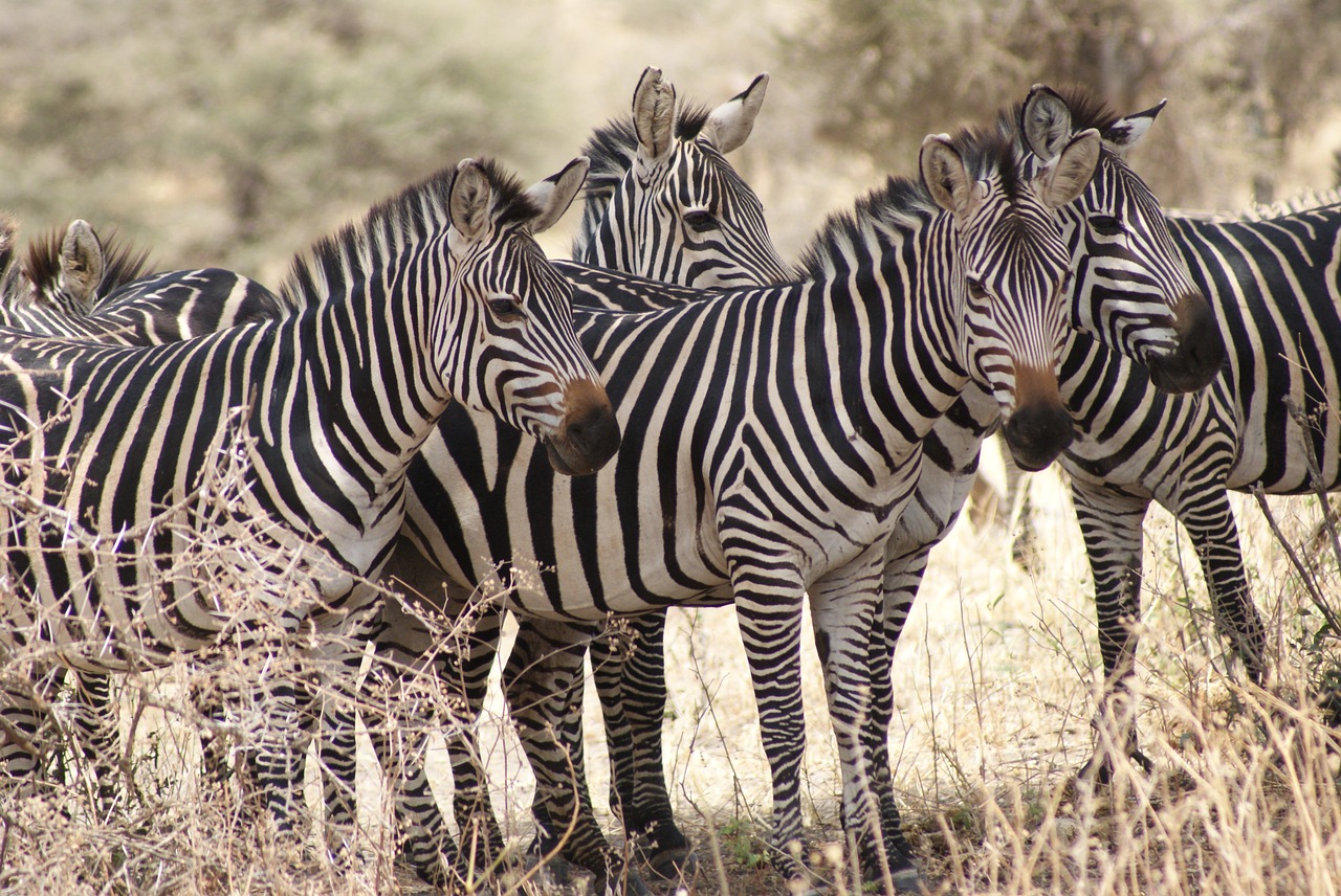 Zebra, Afrika, Gamta, Laukinė Gamta, Gyvūnas, Žinduolis, Nemokamos Nuotraukos,  Nemokama Licenzija